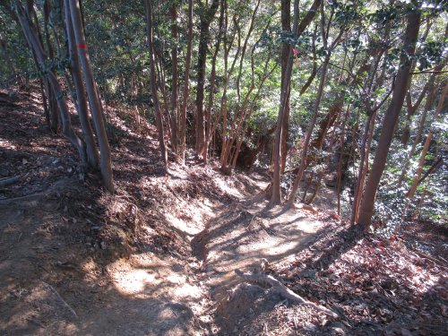 登山道
